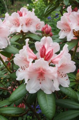 Alperose Rhododendron 'Virginia Richards' busk Rhododendron 'Virginia Richards' busk
