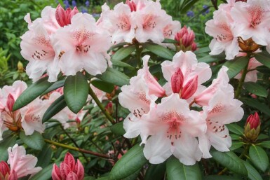 Alperose Rhododendron 'Virginia Richards' busk Rhododendron 'Virginia Richards' busk