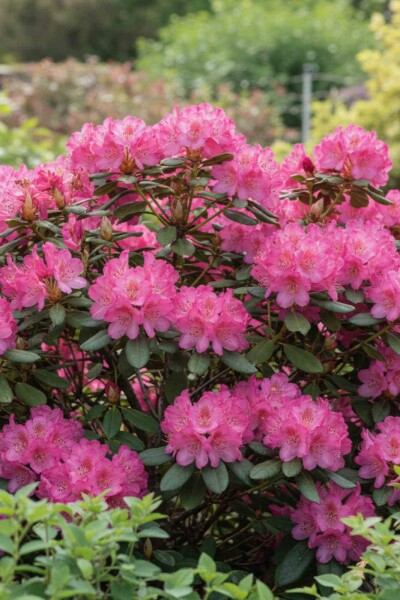 Alperose Rhododendron 'Wine and Roses' busk Rhododendron 'Wine and Roses' busk