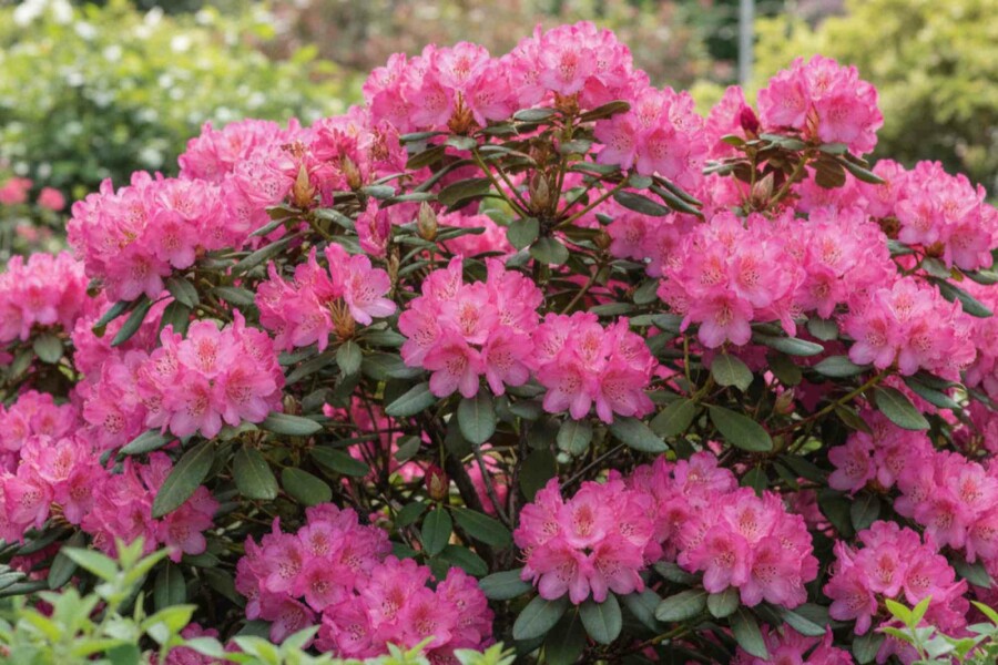Alperose Rhododendron 'Wine and Roses' busk Rhododendron 'Wine and Roses' busk