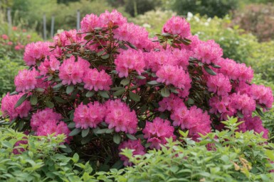 Rhododendron 'Wine and Roses' busk