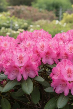 Alperose Rhododendron 'Wine and Roses' busk Rhododendron 'Wine and Roses' busk