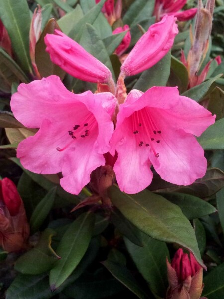 Alperose Rhododendron 'Winsome' busk Rhododendron 'Winsome' busk