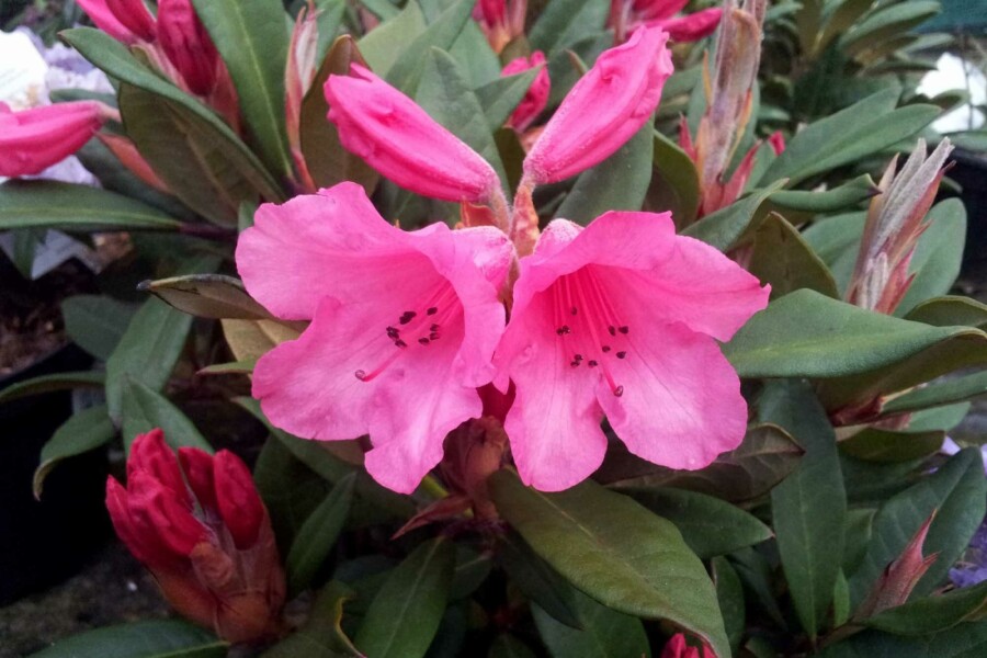 Alperose Rhododendron 'Winsome' busk Rhododendron 'Winsome' busk