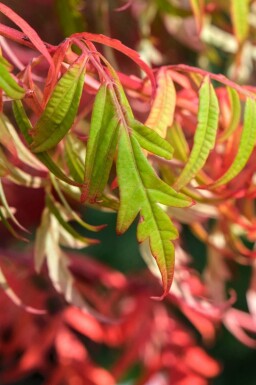 Glatsumak Rhus glabra 'Laciniata' busk Rhus glabra 'Laciniata' busk