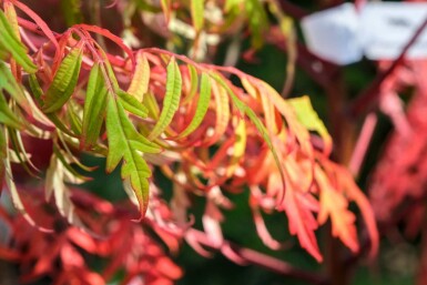 Glatsumak Rhus glabra 'Laciniata' busk Rhus glabra 'Laciniata' busk