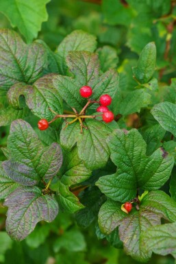 Rød ribs Ribes alpinum busk Ribes alpinum busk