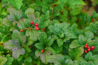 Ribes alpinum