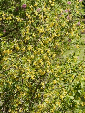 Krydribs Ribes odoratum busk Ribes odoratum busk