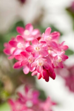 Blodribs Ribes sanguineum busk Ribes sanguineum busk
