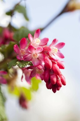 Blodribs Ribes sanguineum busk Ribes sanguineum busk