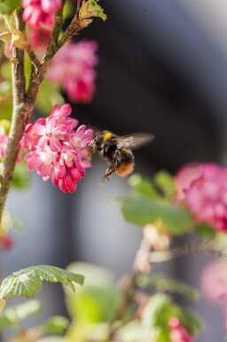 Ribes sanguineum 'King Edward VII'