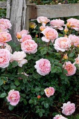 Rose Rosa 'Abraham Darby' busk Rosa 'Abraham Darby' busk
