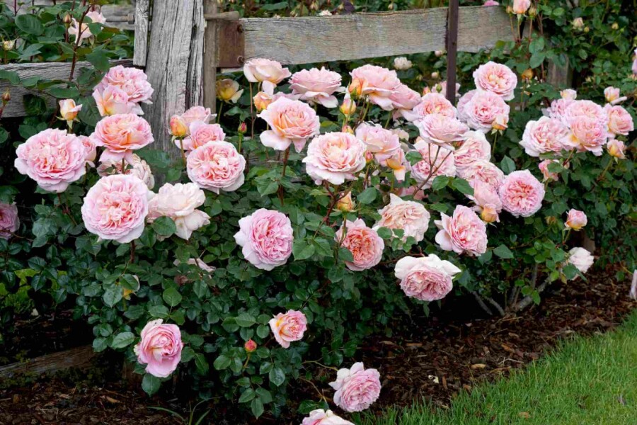 Rose Rosa 'Abraham Darby' busk Rosa 'Abraham Darby' busk