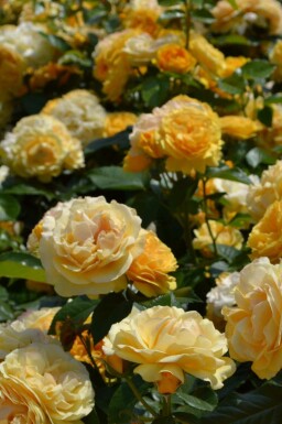 Gul rose Rosa 'Absolutely Fabulous' busk Rosa 'Absolutely Fabulous' busk