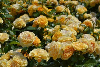 Gul rose Rosa 'Absolutely Fabulous' busk Rosa 'Absolutely Fabulous' busk