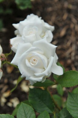 Rose Rosa 'Annapurna' busk Rosa 'Annapurna' busk