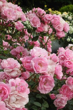 Bonica Rosa 'Bonica 82' busk Rosa 'Bonica 82' busk