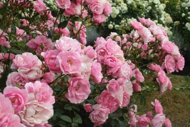 Bonica Rosa 'Bonica 82' busk Rosa 'Bonica 82' busk
