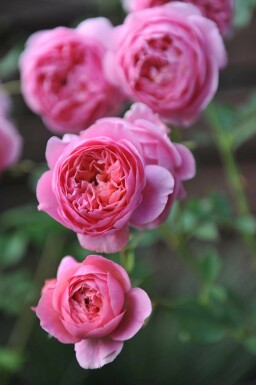 Rosenbusk Rosa 'Boscobel' busk Rosa 'Boscobel' busk