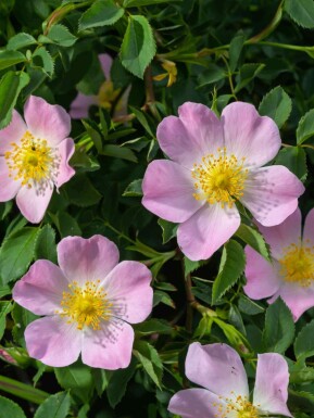 Hybenrose Rosa canina busk Rosa canina busk