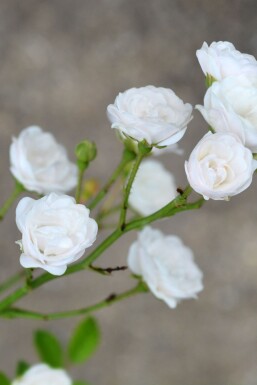 Rose Rosa 'Crystal Fairy' busk Rosa 'Crystal Fairy' busk