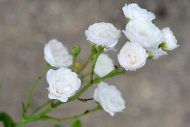 Rose Rosa 'Crystal Fairy' busk Rosa 'Crystal Fairy' busk