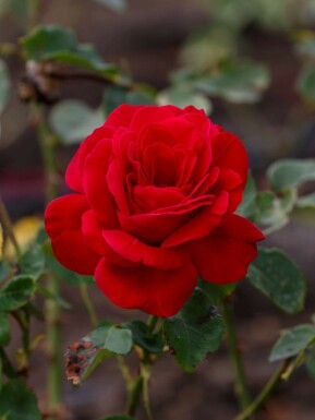 Rød rosenbusk Rosa 'Dame de Coeur' busk Rosa 'Dame de Coeur' busk