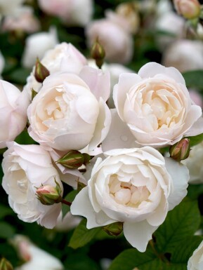 Rose Rosa 'Desdemona' busk Rosa 'Desdemona' busk