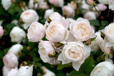 Rose Rosa 'Desdemona' busk Rosa 'Desdemona' busk
