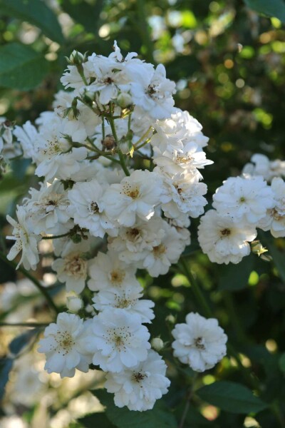 Rose Rosa 'Guirlande d'Amour' busk Rosa 'Guirlande d'Amour' busk