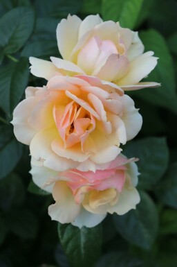 Rose Rosa 'Hansestadt Rostock' busk Rosa 'Hansestadt Rostock' busk