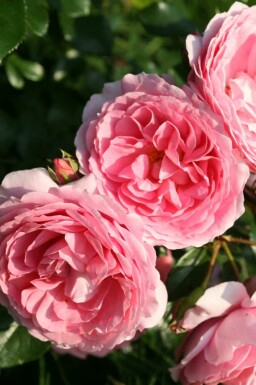 Rose Rosa 'Leonardo da Vinci' busk Rosa 'Leonardo da Vinci' busk