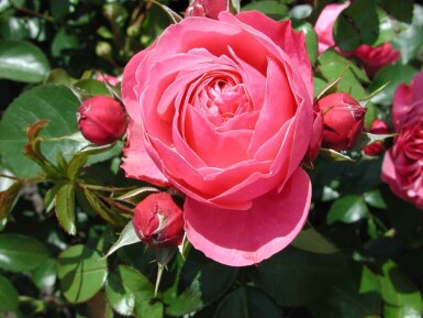Rose Rosa 'Leonardo da Vinci' busk Rosa 'Leonardo da Vinci' busk