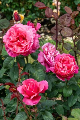 Rose Rosa 'Line Renaud' busk Rosa 'Line Renaud' busk