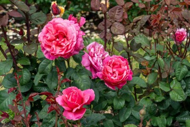 Rose Rosa 'Line Renaud' busk Rosa 'Line Renaud' busk