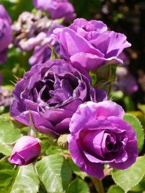Rose Rosa 'Minerva' busk Rosa 'Minerva' busk
