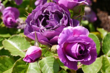 Rose Rosa 'Minerva' busk Rosa 'Minerva' busk