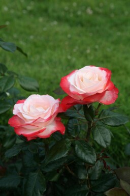 Rose Rosa 'Nostalgie' busk Rosa 'Nostalgie'