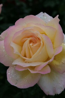 Rosa peace Rosa 'Peace' busk Rosa 'Peace'