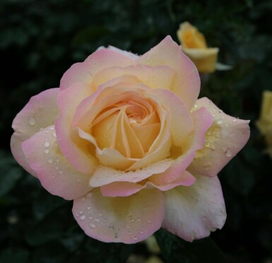 Rosa peace Rosa 'Peace' busk Rosa 'Peace'