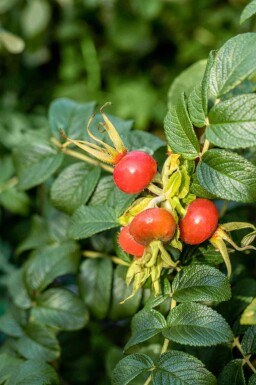Hybenrose Rosa rugosa busk Rosa rugosa busk