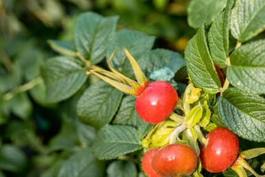 Hybenrose Rosa rugosa busk Rosa rugosa busk