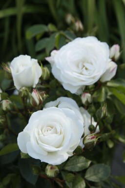 Buskrose Rosa 'Schneewittchen' busk Rosa 'Schneewittchen' busk