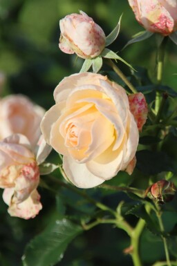 Albarose Rosa 'Sirius' busk Rosa 'Sirius' busk