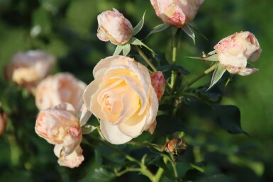 Albarose Rosa 'Sirius' busk Rosa 'Sirius' busk