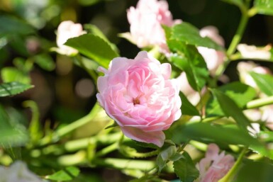 Eventyrrose Rosa 'The Fairy' busk Rosa 'The Fairy' busk