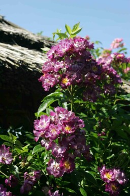 Klatrerose Rosa 'Veilchenblau' busk Rosa 'Veilchenblau' busk