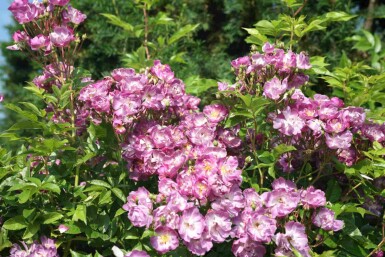 Klatrerose Rosa 'Veilchenblau' busk Rosa 'Veilchenblau' busk