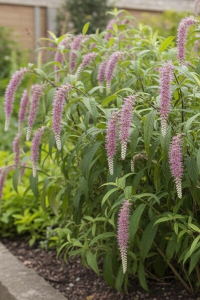 Rostrinucula dependens busk